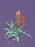 A painting of a plant with orange flowers.