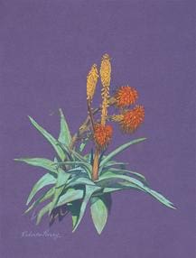 A painting of a plant with orange flowers